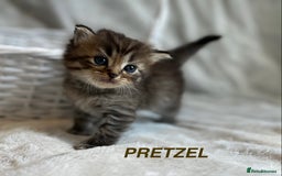 Persian cats for sale: Absolutely Stunning litter of Persian/Ragdolls - Image 18