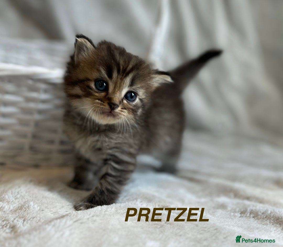 Persian cats for sale: Absolutely Stunning litter of Persian/Ragdolls - Image 18