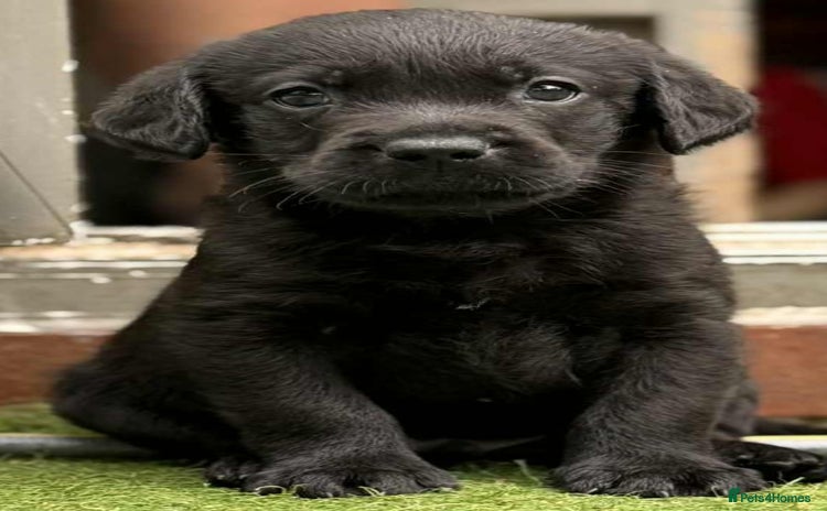 Labrador Retriever dogs - Advert 6
