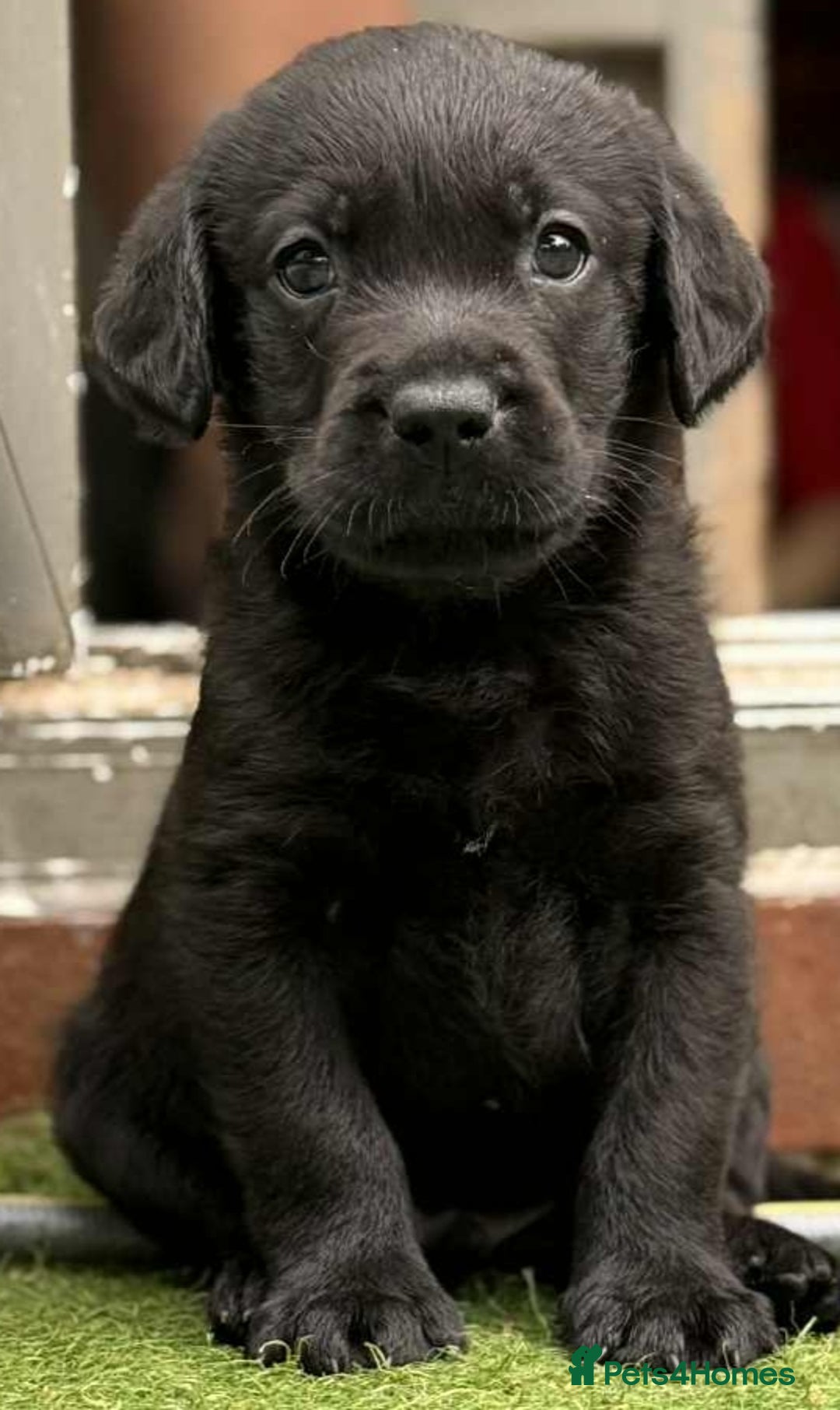 Labrador Retriever dogs for sale: Pedigree Labrador retriever  - Image 1