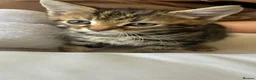 Mixed Breed cats for sale: Tabby kittens - Advert 4