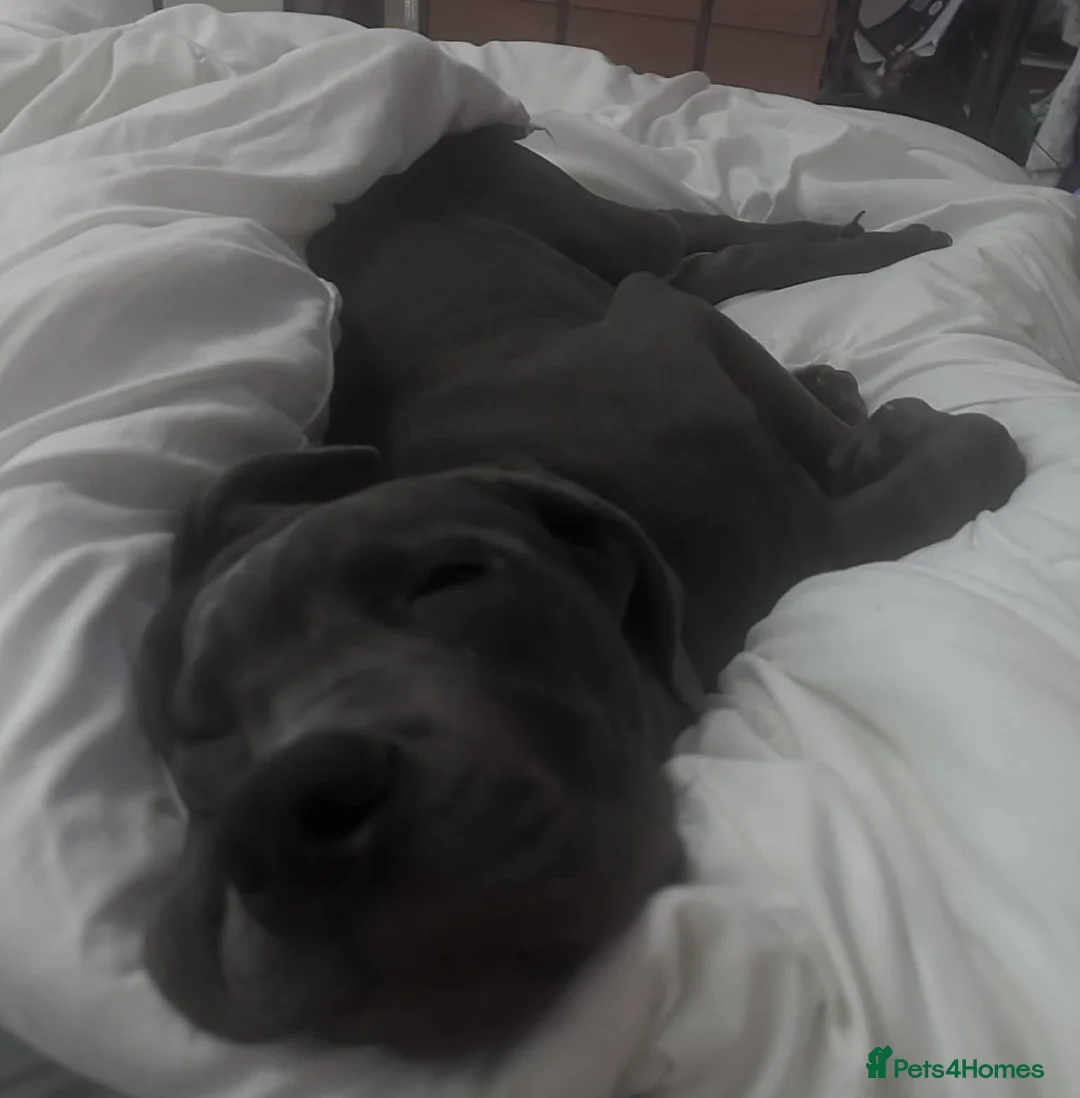 Cane Corso dogs for sale: Full breed Cane Corso in Pulborough - Advert 2