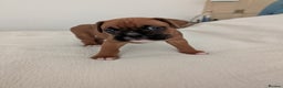 Boxer dogs for sale: Beautiful black mask bobtail/tailed boxer puppies  - Advert 13