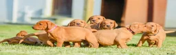 Labrador Retriever dogs for sale: Deep Red Labrador Puppies  - Advert 11