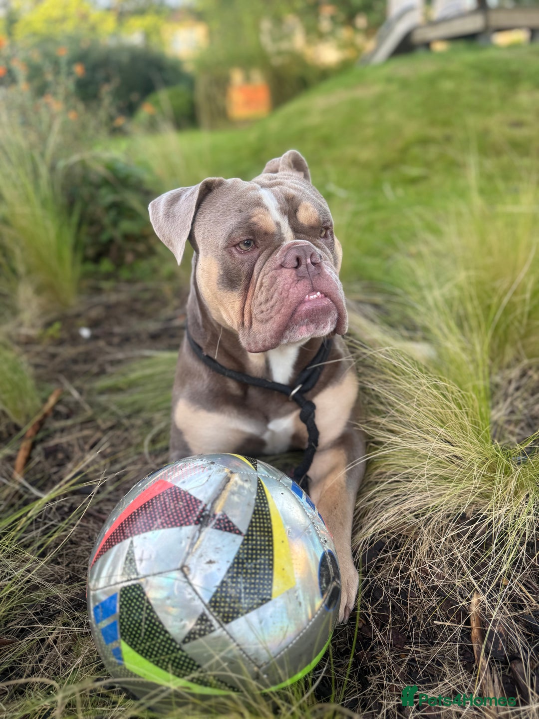 English Bulldog dogs for stud: Pablo - Image 2