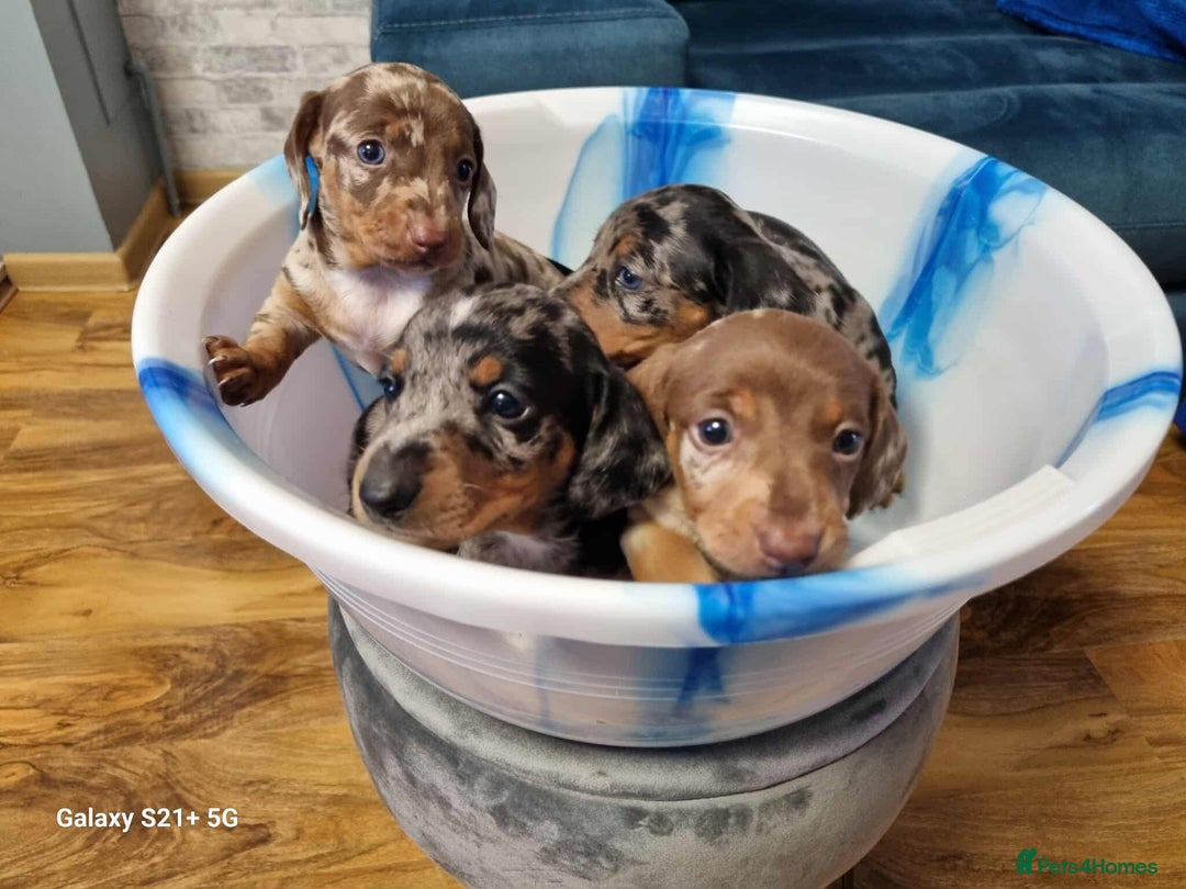 Miniature Dachshund dogs for sale: Miniature dachshund short haired puppies for sale£ - Image 3