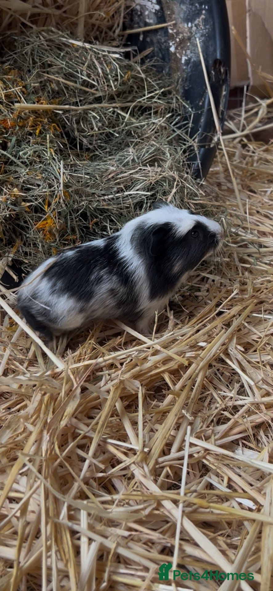 Guinea Pig rodents Guinea pigs - Advert 1