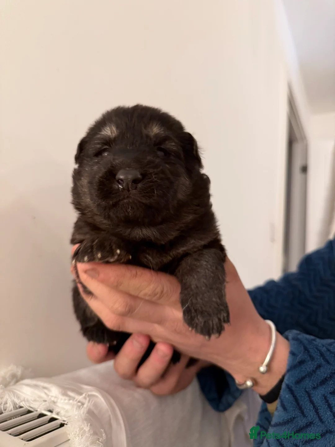 German Shepherd dogs for sale: German Shepherd Puppies - Advert 7