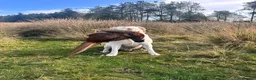 Labrador Retriever dogs for stud: Yellow Working Labrador Gundog HEALTH TESTED in Chorley - Advert 4
