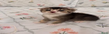Scottish Fold 3