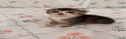 Scottish Fold cats for sale: beautiful scottish fold kittens 💕🧸 - Advert 19