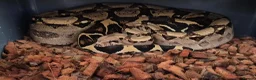 Boa Snake reptiles for sale: 2 Boa Constrictors 4 sale- please read description - Advert 2