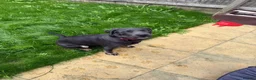 Mixed Breed dogs for sale: Chloe the Labrador cross  in Carterton - Advert 2