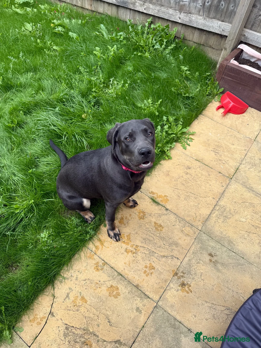 Mixed Breed dogs for sale: Chloe the Labrador cross  in Carterton - Advert 2