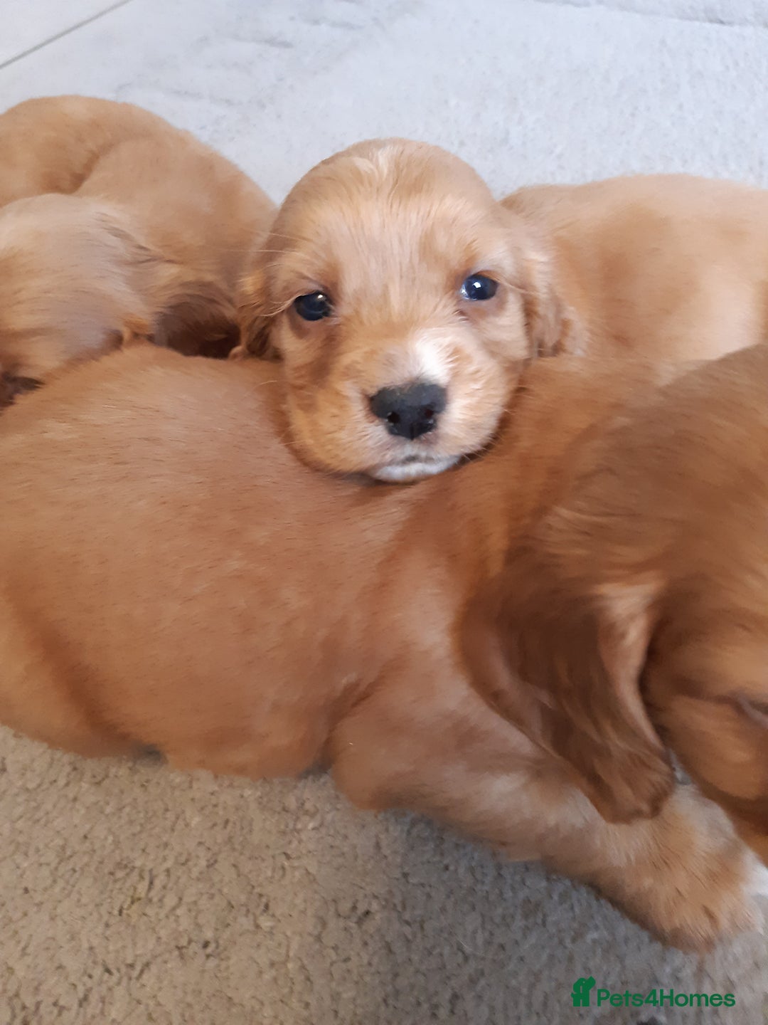 Cocker Spaniel dogs for sale: Kc reg cocker spaniels ready 17th Aug - Image 7