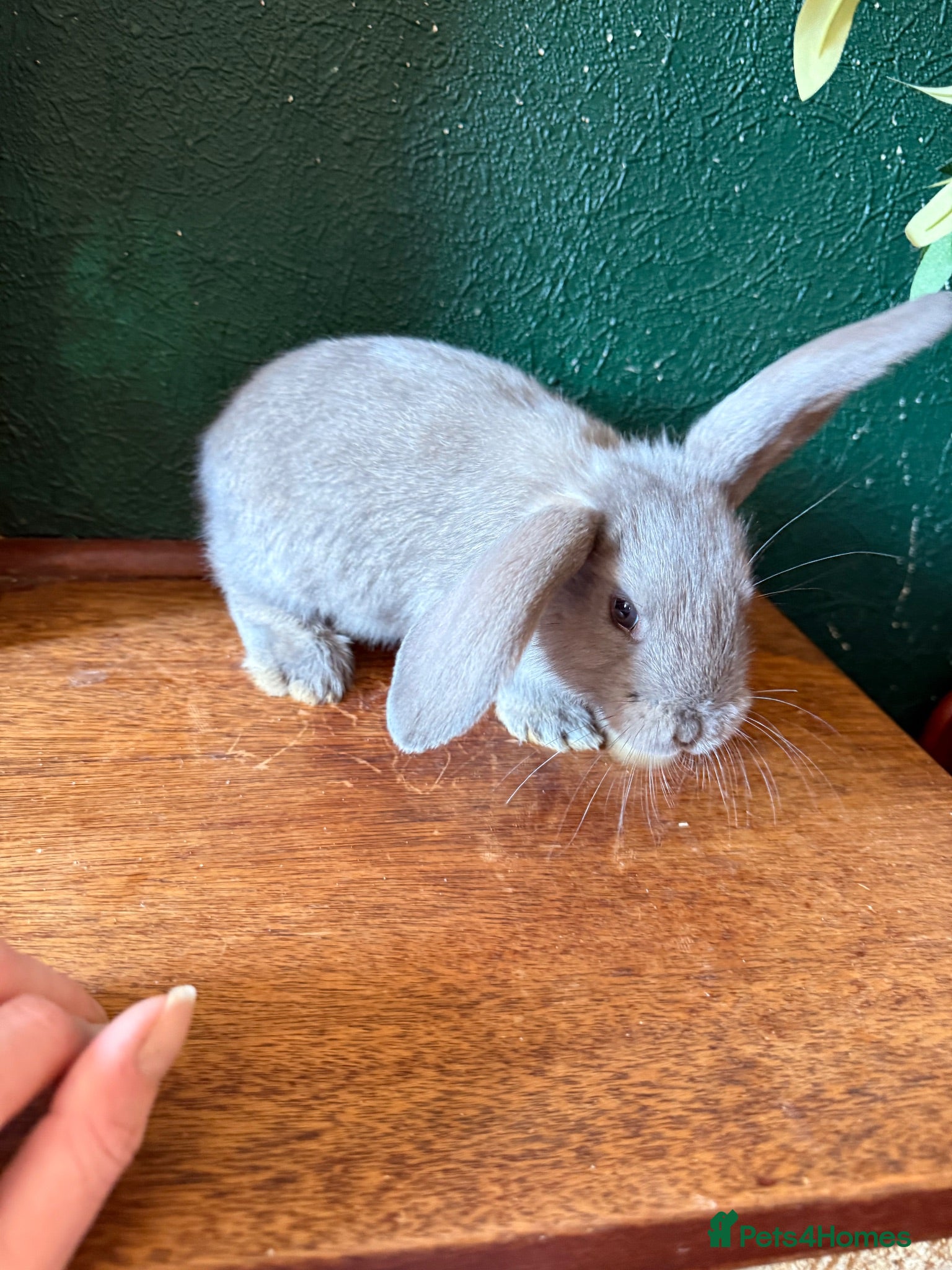 French Lop rabbits 1 Buck Left 🩶 French Lop x Continental Giant  - Advert 2