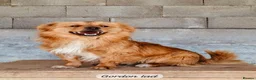 Mixed Breed dogs for adoption: Gordon 3-4 years .Available for adoption in Brixham - Advert 14