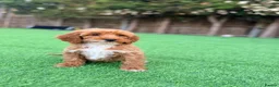 Cockapoo dogs for sale: F1 LAST BOY cockapoo READY TO LEAVE  - Advert 5