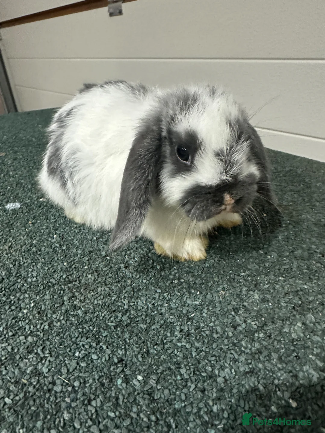 Mini Lop rabbits for sale: 2 mini lops - Advert 3