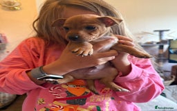 Jack Russell dogs for sale: Gorgeous Jack Russell Puppies - Image 3