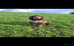 Cocker Spaniel dogs for sale: Kc chocolate and tan cocker spaniel  - Image 6