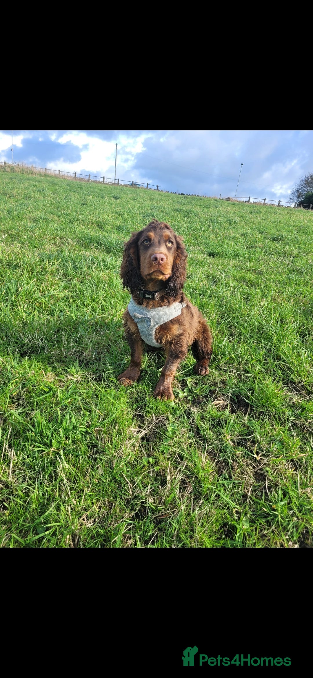 Cocker Spaniel dogs for sale: Kc chocolate and tan cocker spaniel  - Image 6