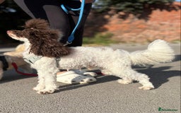 Toy Poodle dogs for stud: RICK JAMES choc parti toy poodle for stud  - Image 1