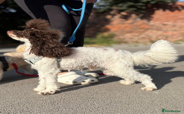 Toy Poodle dogs - Advert 1