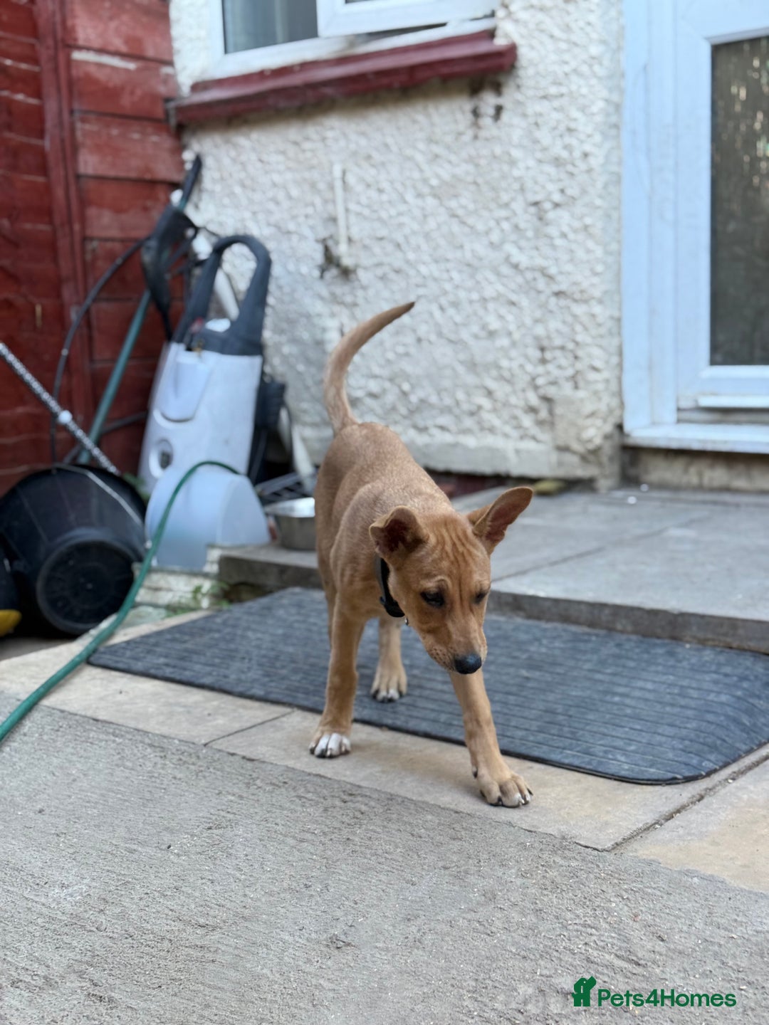 Mixed Breed dogs for sale: Lexi 7 Months old - Advert 13
