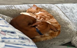 Dachshund dogs for sale: Brindle / champagne dashound BOY - Image 6