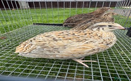 Quail poultry for sale: Coturnix Quail POL - Image 5