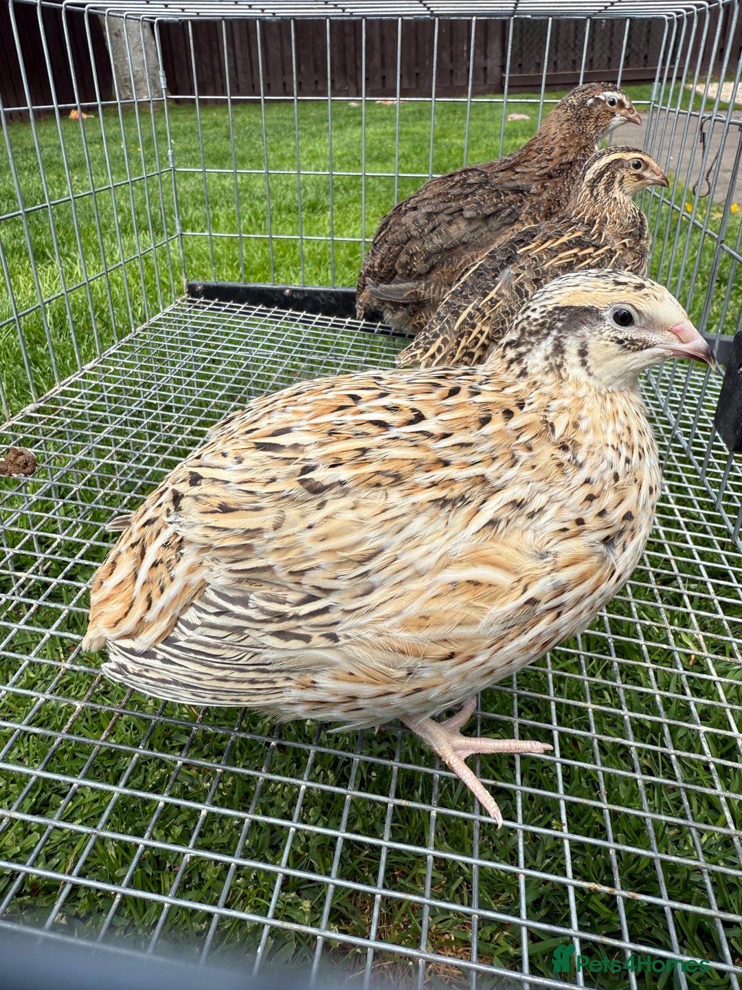 Quail poultry for sale: Coturnix Quail POL - Image 5