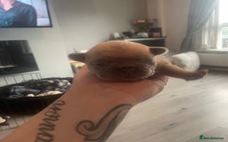 French Bulldog dogs for sale: 9 Day old French Bulldog Puppies - Image 20
