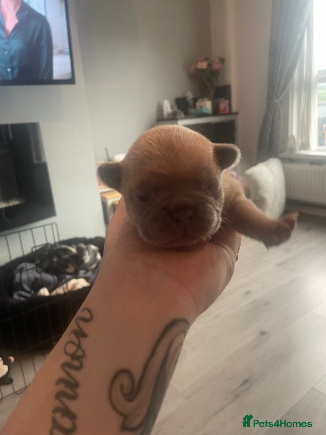 French Bulldog dogs for sale: 9 Day old French Bulldog Puppies - Image 20