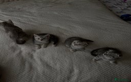 Scottish Fold cats for sale: 4 little Scottish kittens.🤍 - Image 5
