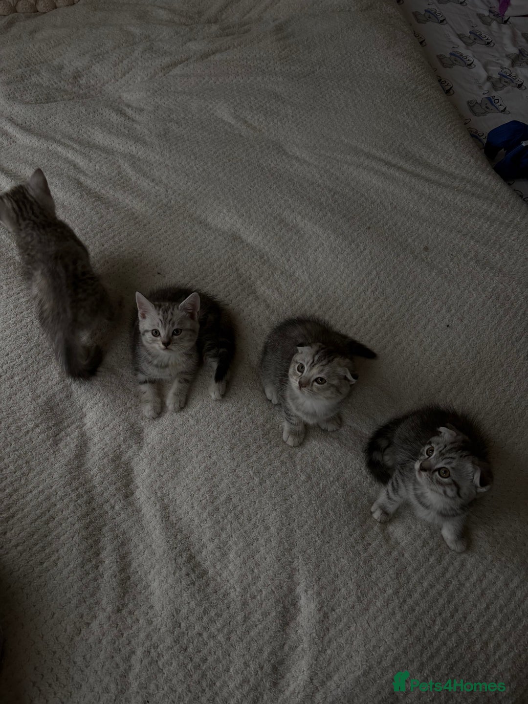 Scottish Fold cats for sale: 4 little Scottish kittens.🤍 - Image 5