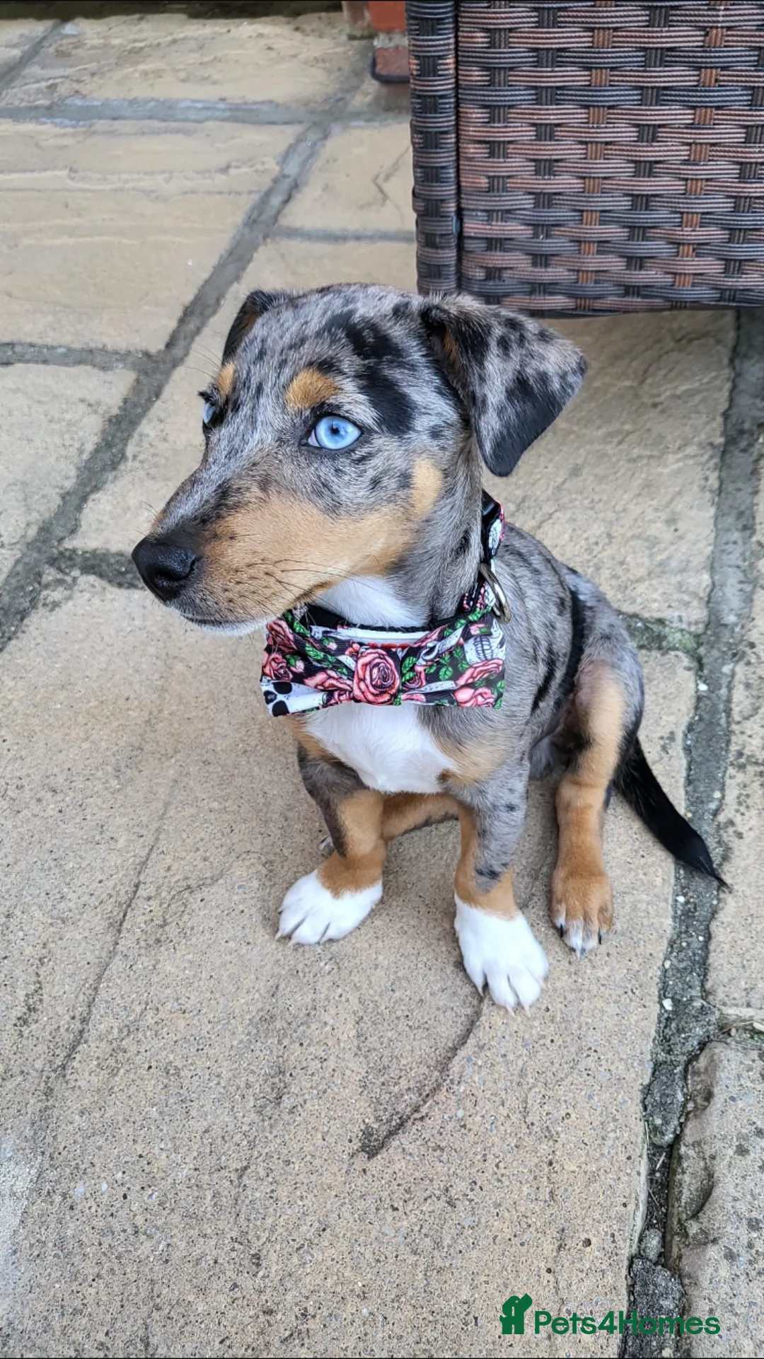 Jack Russell dogs for stud: Miniature Jack Russell - Blue Merle - STUD DOG in Wellingborough - Advert 7