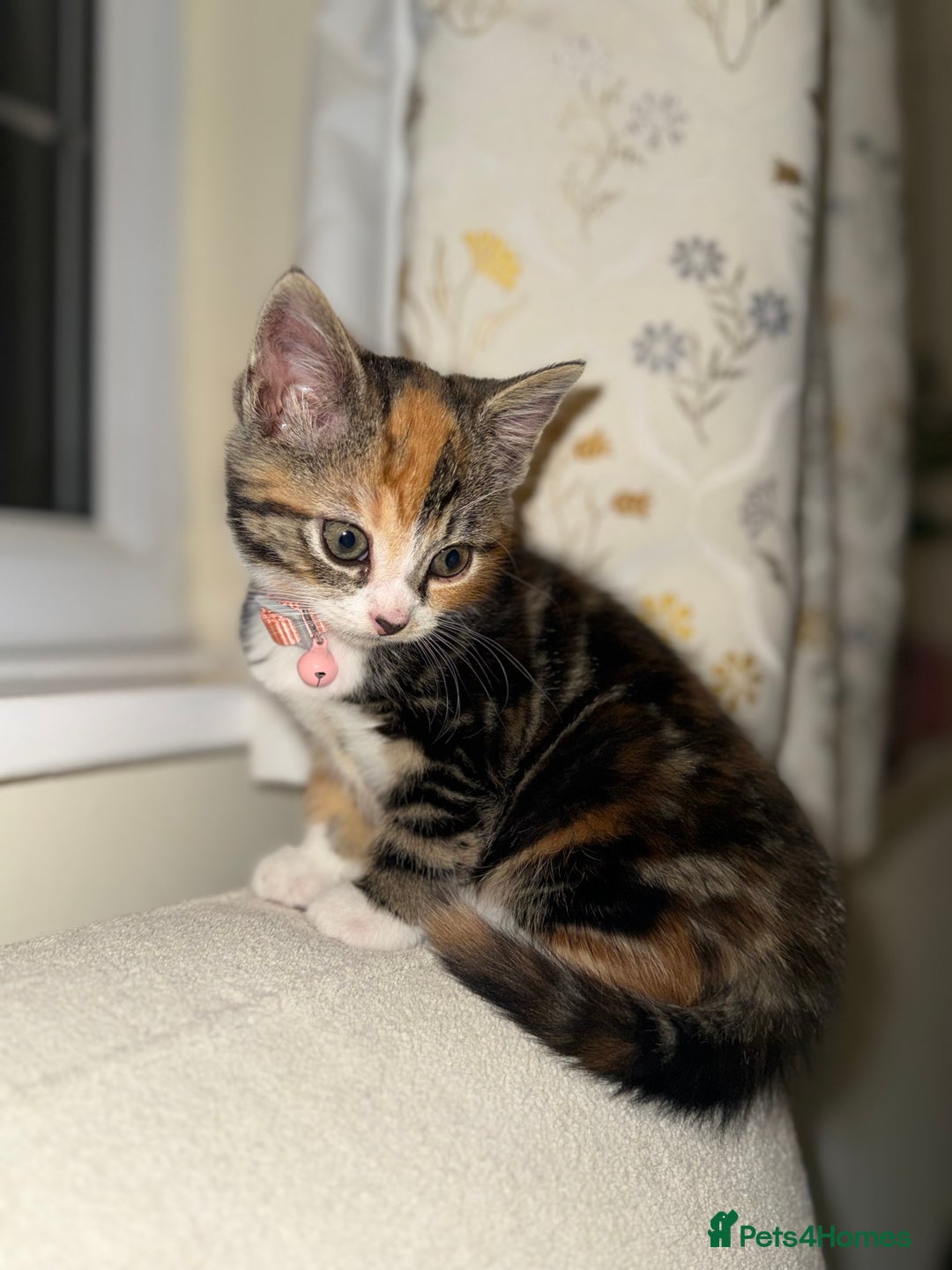 Domestic Shorthair cats for sale: Mixed Kitten female  - Image 2