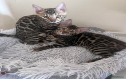Bengal cats for sale: 2 gorgeous Bengal girls  - Image 3