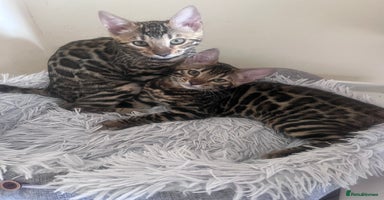 Bengal cats - Advert 14