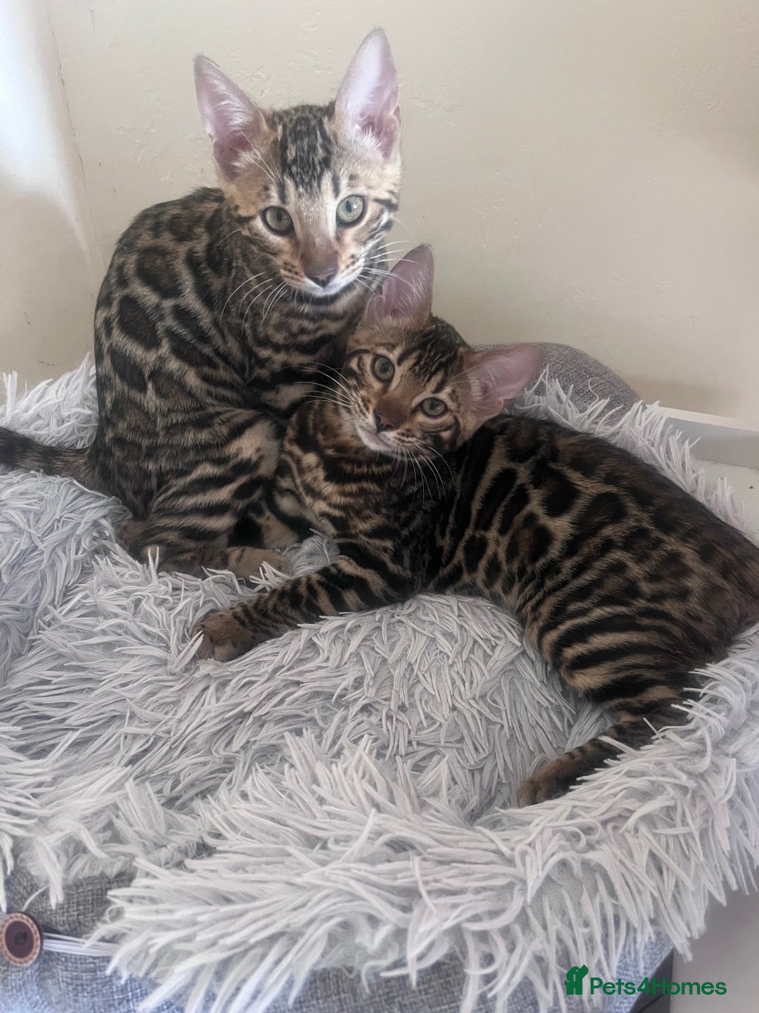 Bengal cats for sale: 2 gorgeous Bengal girls  - Image 3