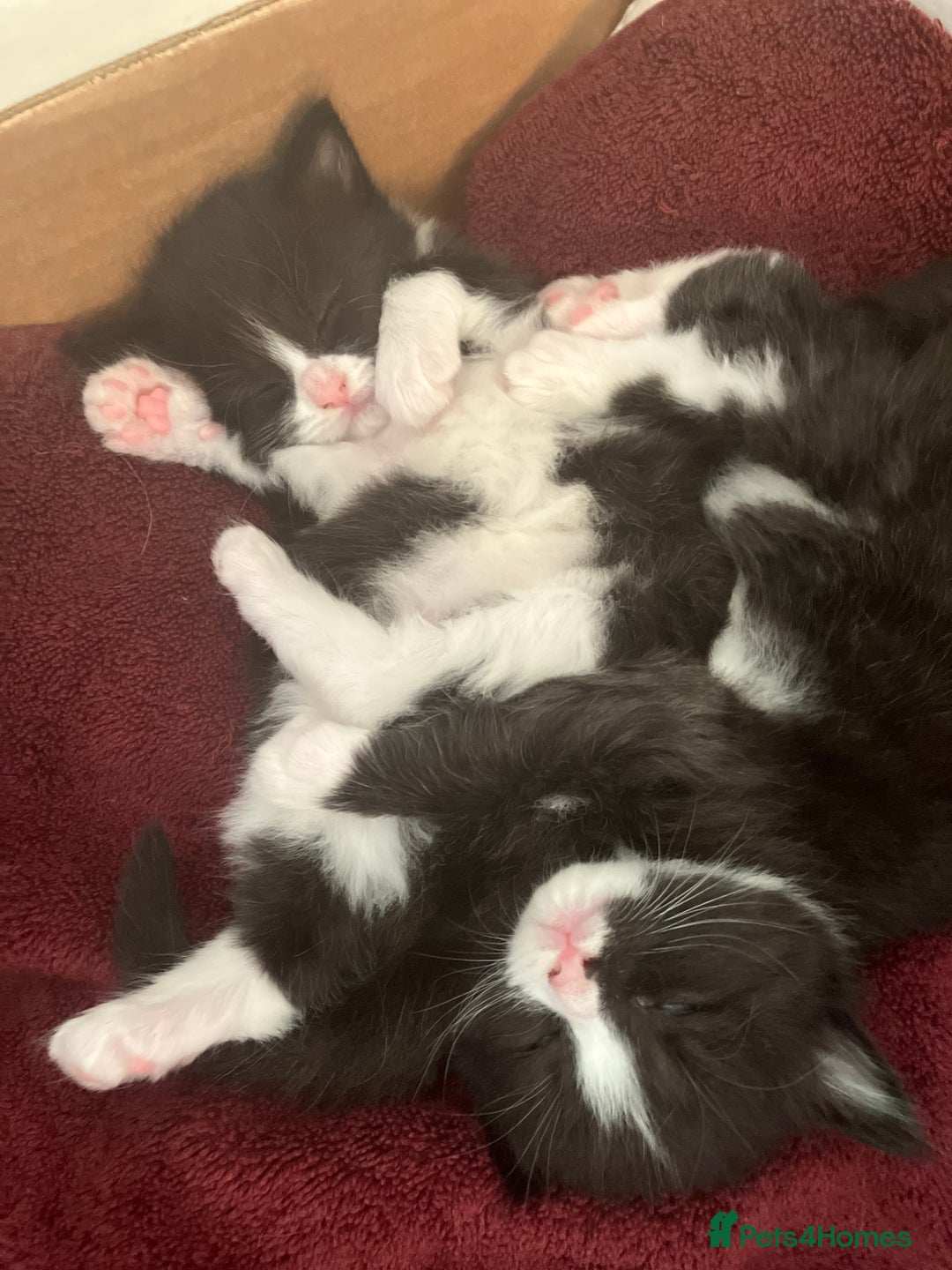 Domestic Shorthair cats for sale: Gorgeous fluffy tuxedo kittens - Image 6