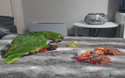 Parrots birds for sale: Amazon parrot for sale  - Image 17