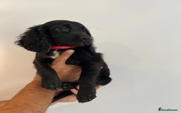 Cocker Spaniel dogs for sale: Fully health tested/champion bloodlines - Image 7