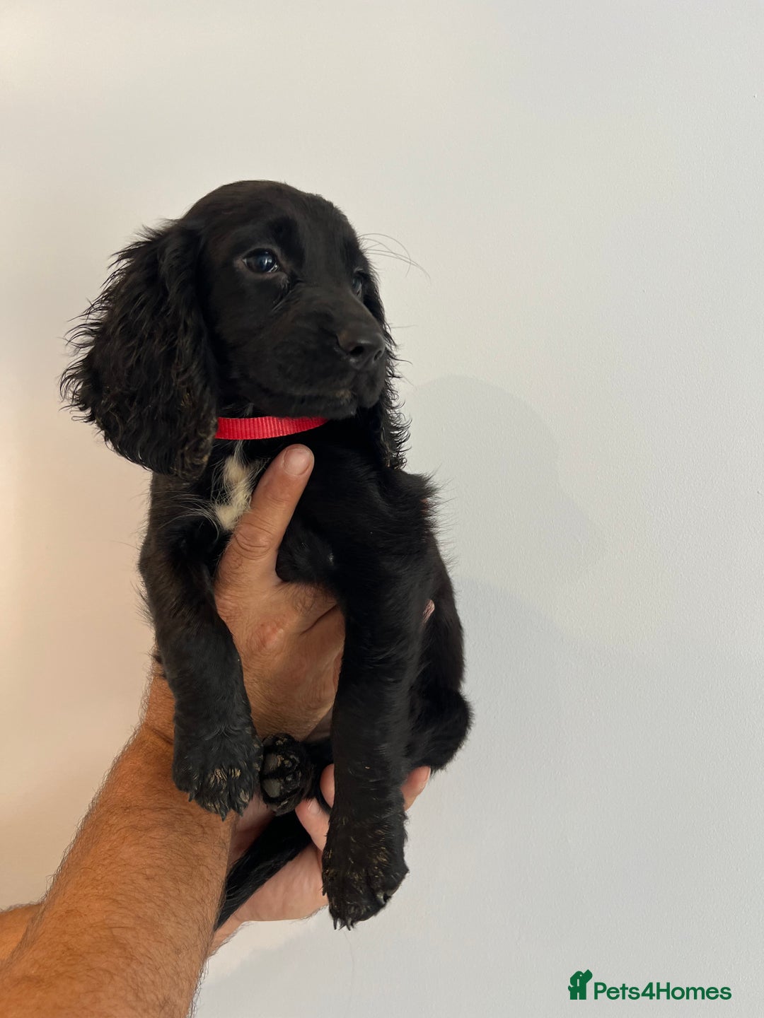 Cocker Spaniel dogs for sale: Fully health tested/champion bloodlines - Image 7