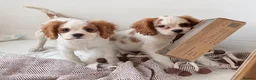 Cavalier King Charles Spaniel dogs for sale: Kc registered cavalier king charles puppies - Advert 33