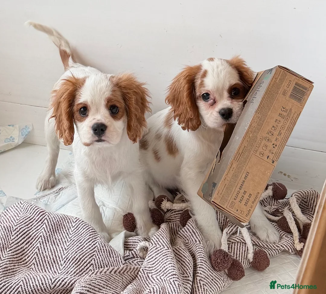Cavalier King Charles Spaniel dogs for sale: Kc registered cavalier king charles puppies - Advert 33