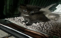 Persian cats for sale: Beautiful Kittens - Image 3