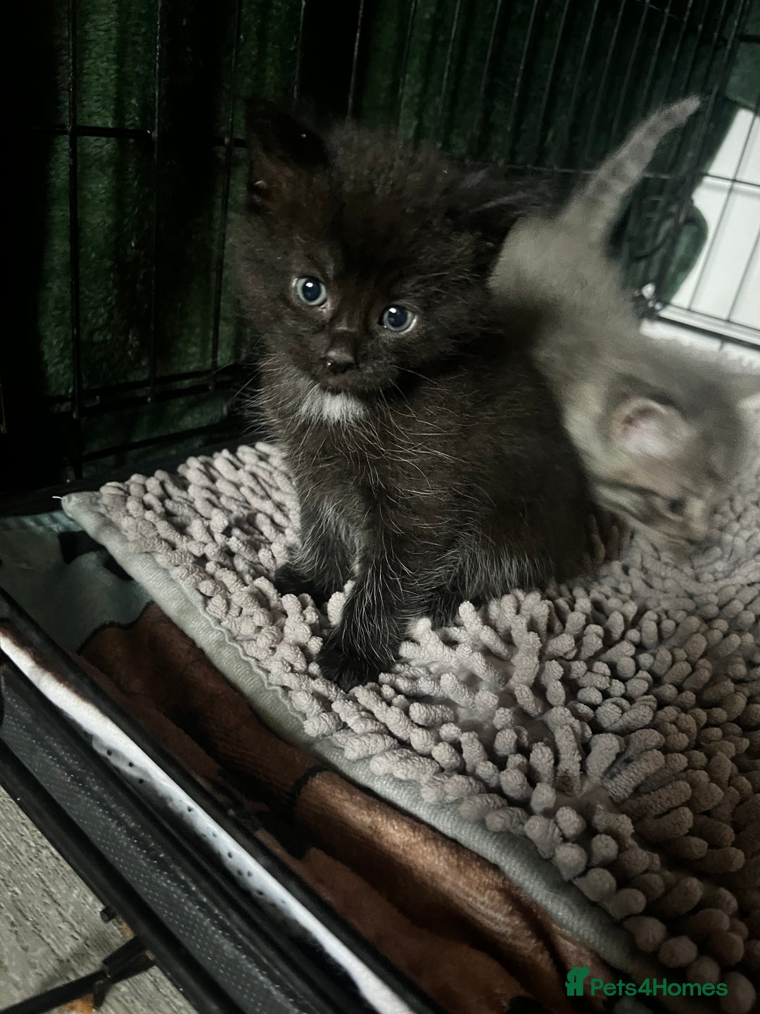 Persian cats for sale: Beautiful Kittens - Image 3