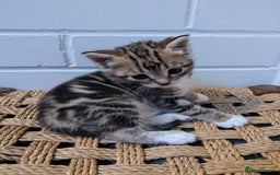 Bengal cats for sale: 4 Cute Tabby Kittens  - Image 15